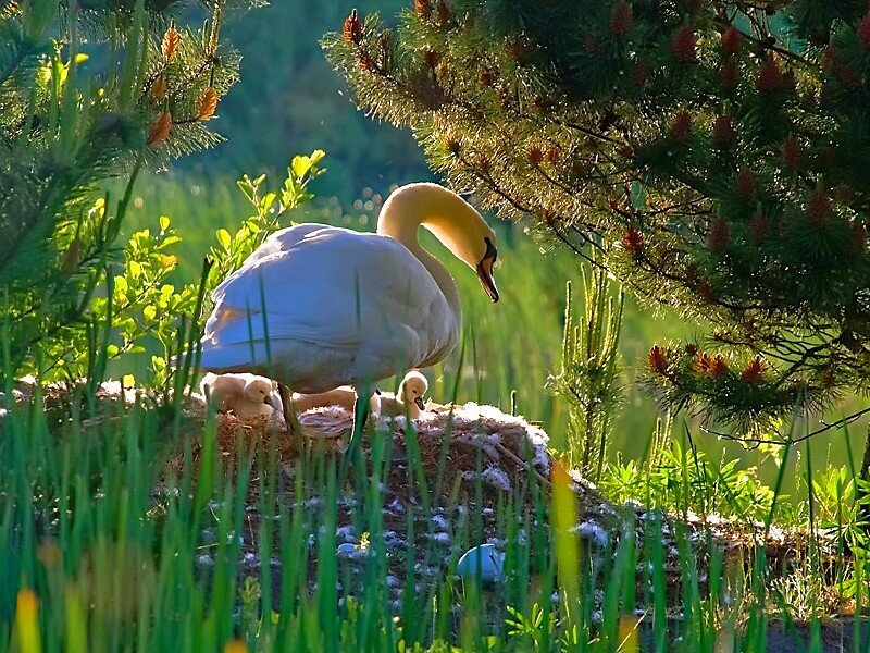 Swan with Cygnets — Green, Serene, Morning, Photograph, Nest, Pine Tree