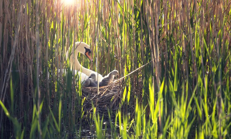 Swan with Cygnets — Green, Serene, Morning, Photograph, Nest