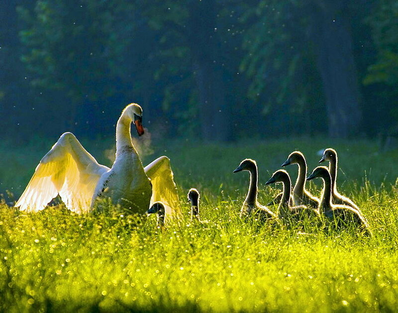 Swan with Cygnets — Green, Serene, Morning, Photograph