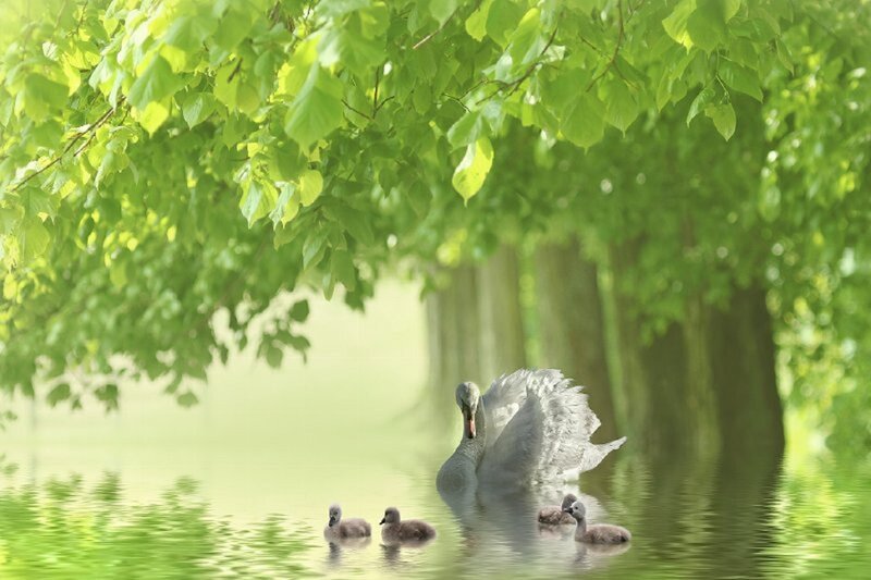 Swan with Cygnets — Green, Serene, Morning, Photograph, Trees