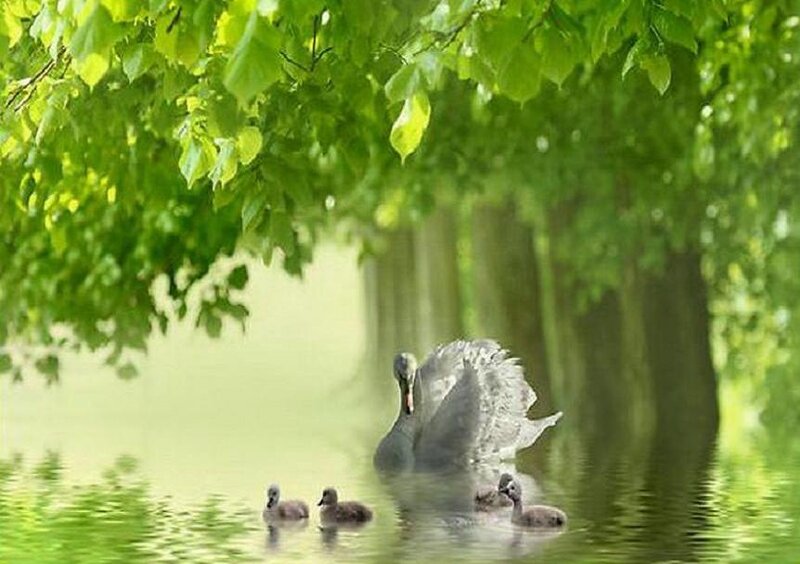 Swan with Cygnets — Green, Serene, Morning