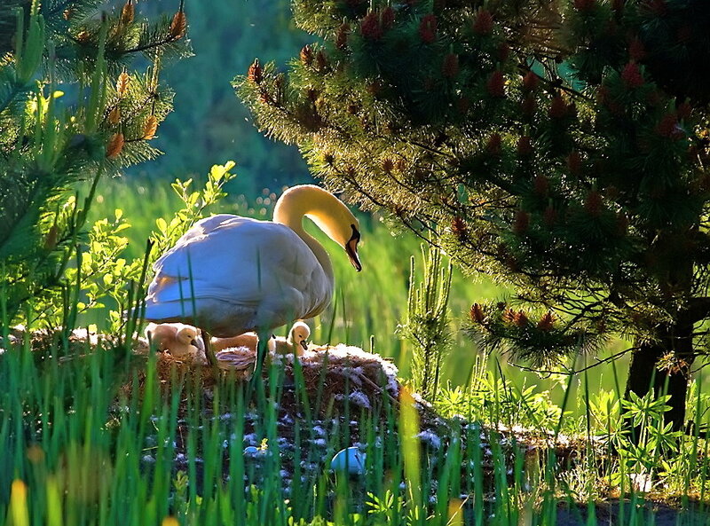 Swan with Cygnets — Green, Serene