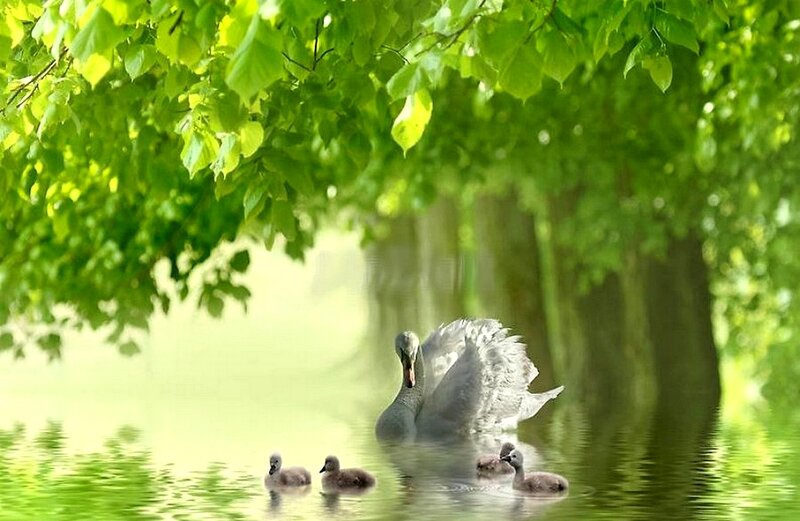 Swan with Cygnets — Green