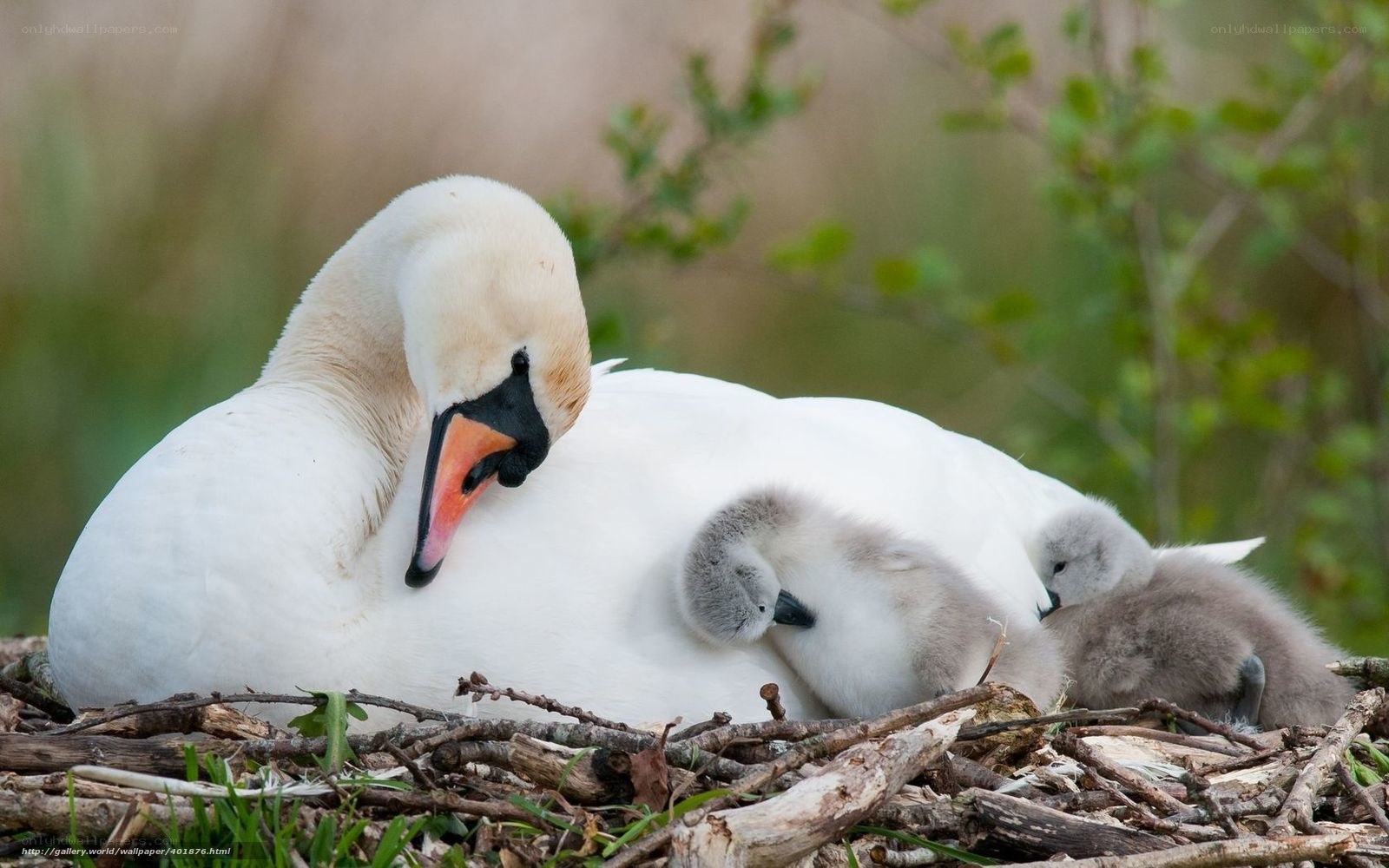 Swan with cygnets in nest