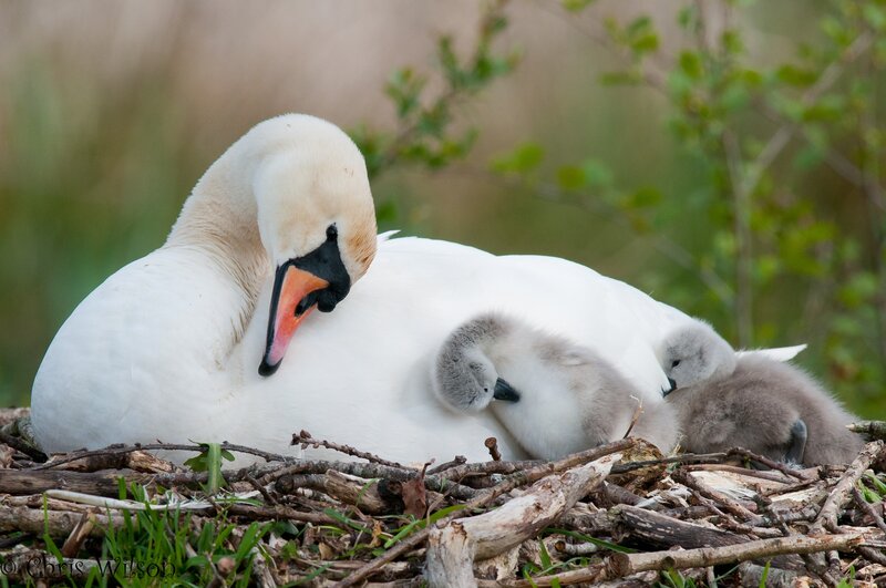 Swan with cygnets in nest