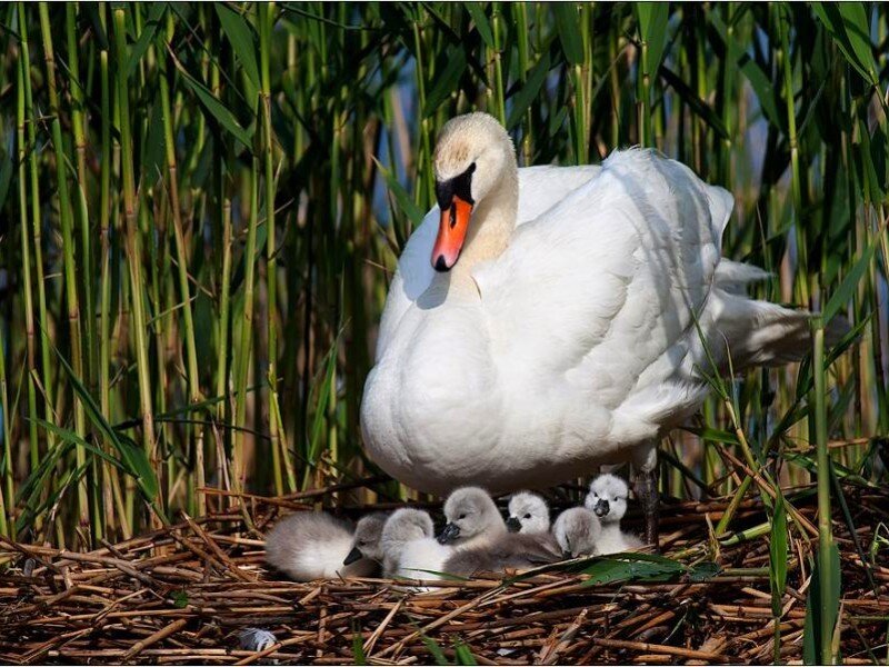 Swan with cygnets in nest