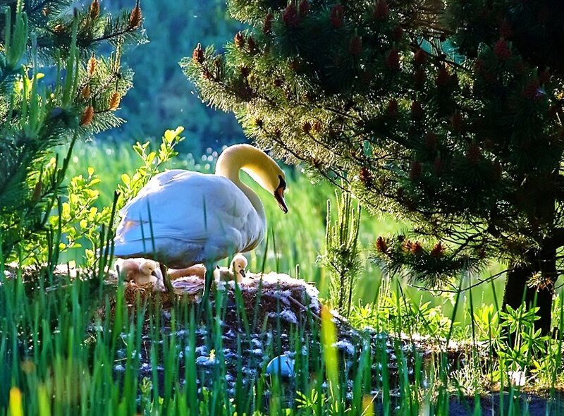 Swan with cygnets in nest
