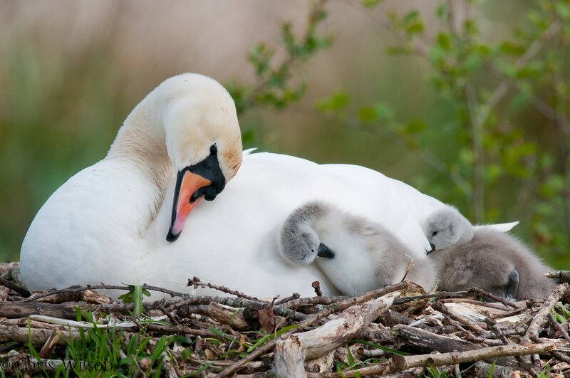 Swan with cygnets in nest