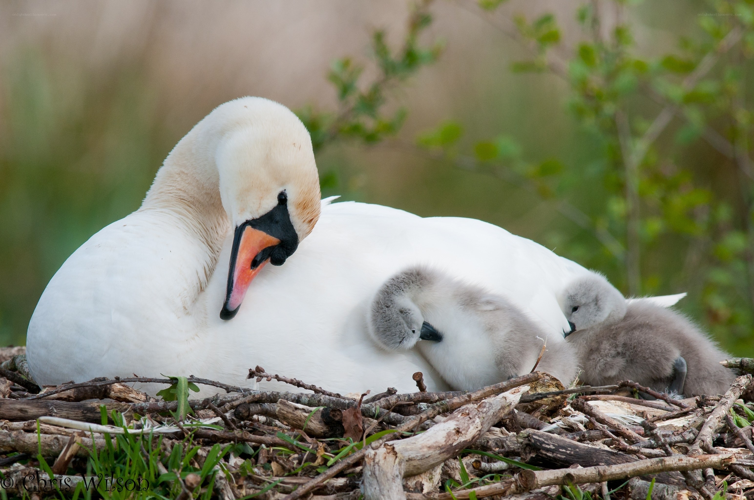 Swan with cygnets in nest