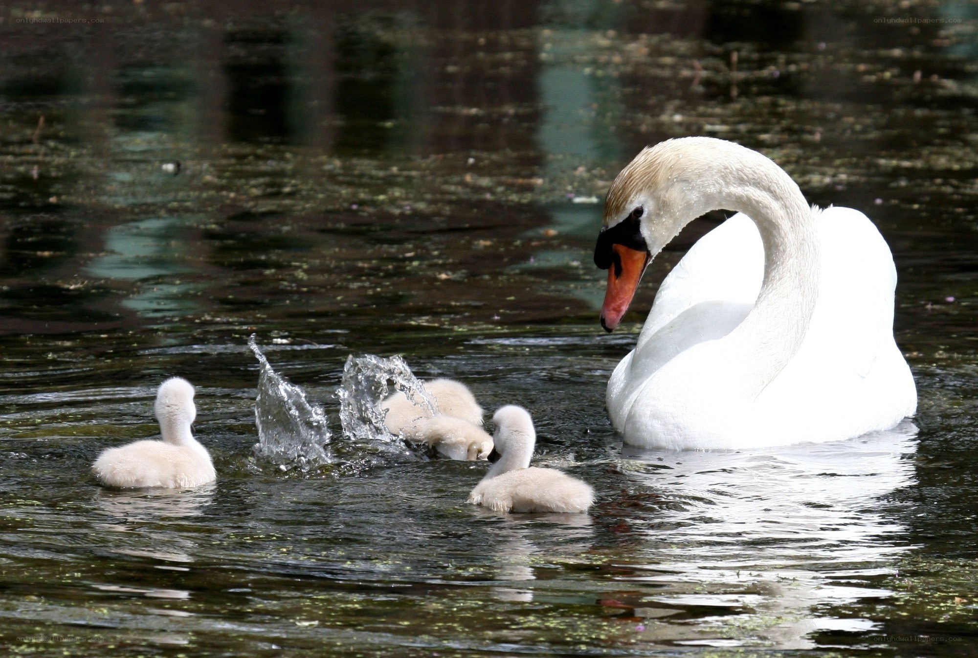 Swan with cygnets in pond