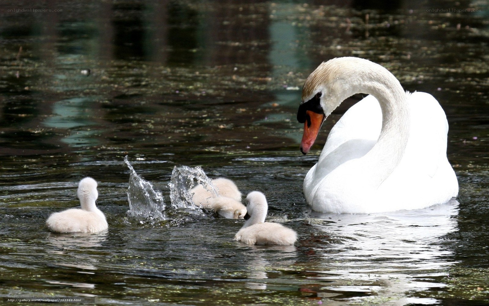 Swan with cygnets in pond