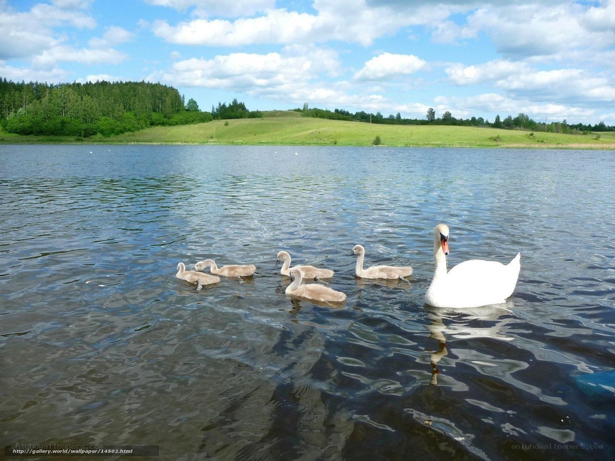 Swan with cygnets on a lake