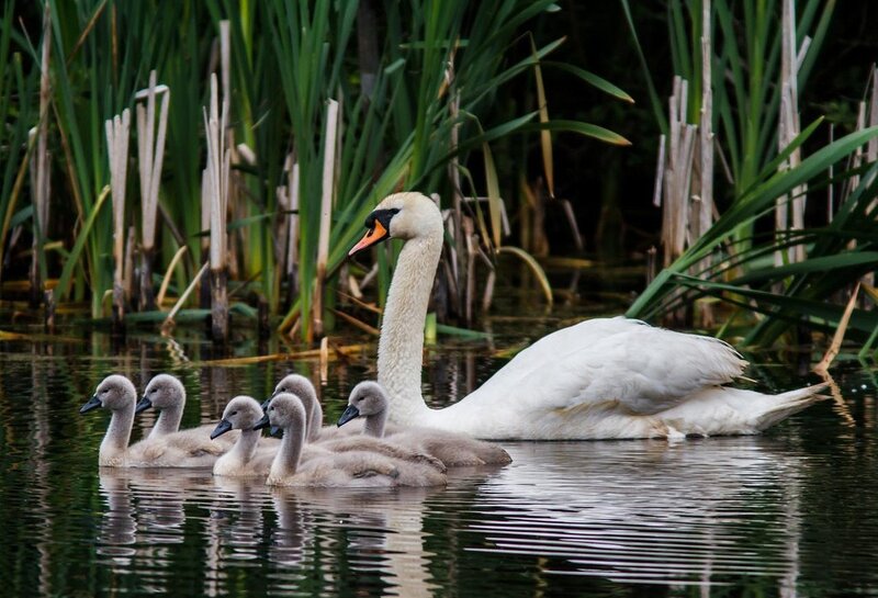 Swan with cygnets on a pond