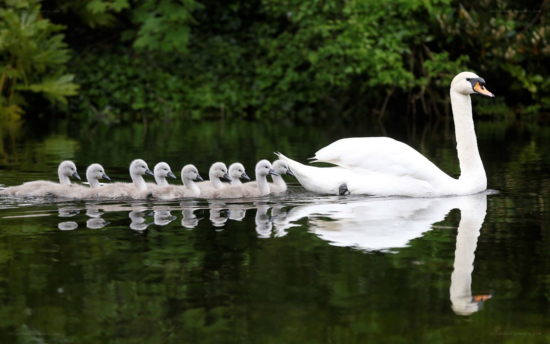 Swan with cygnets on a pond