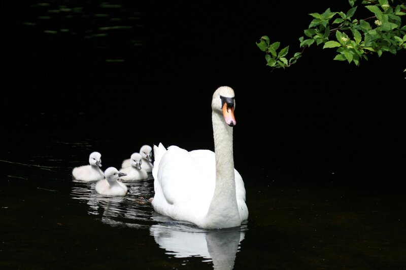 Swan with cygnets on a pond