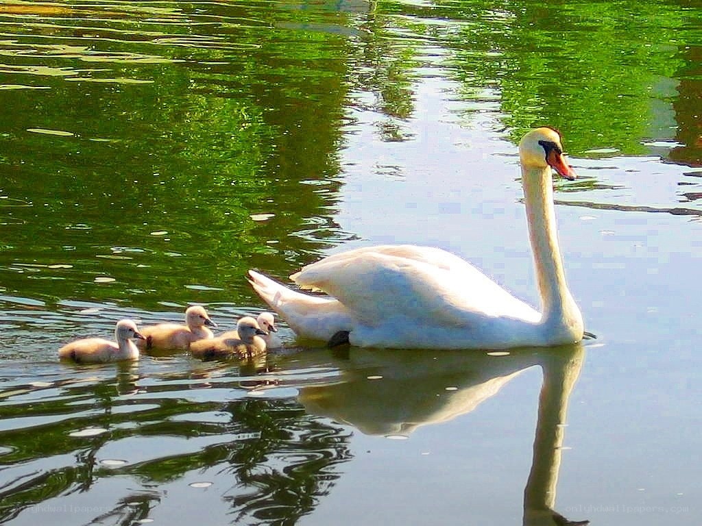 Swan with cygnets on a pond