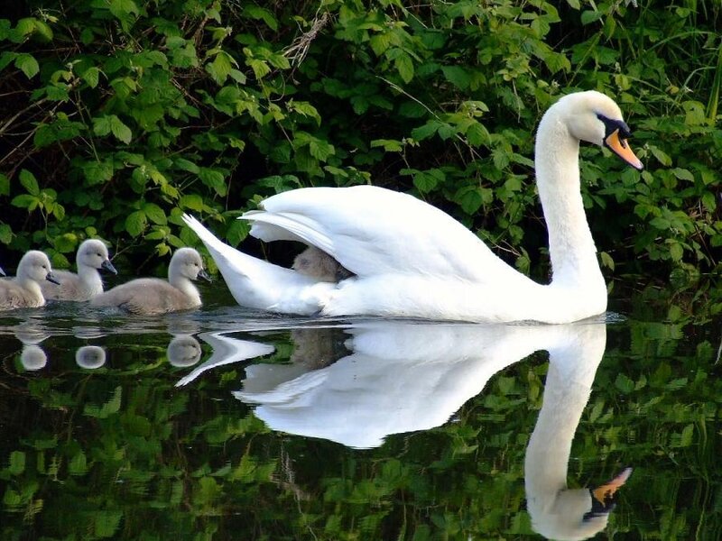 Swan with cygnets on a pond