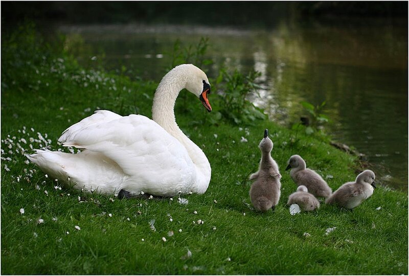 Swan with cygnets on grass