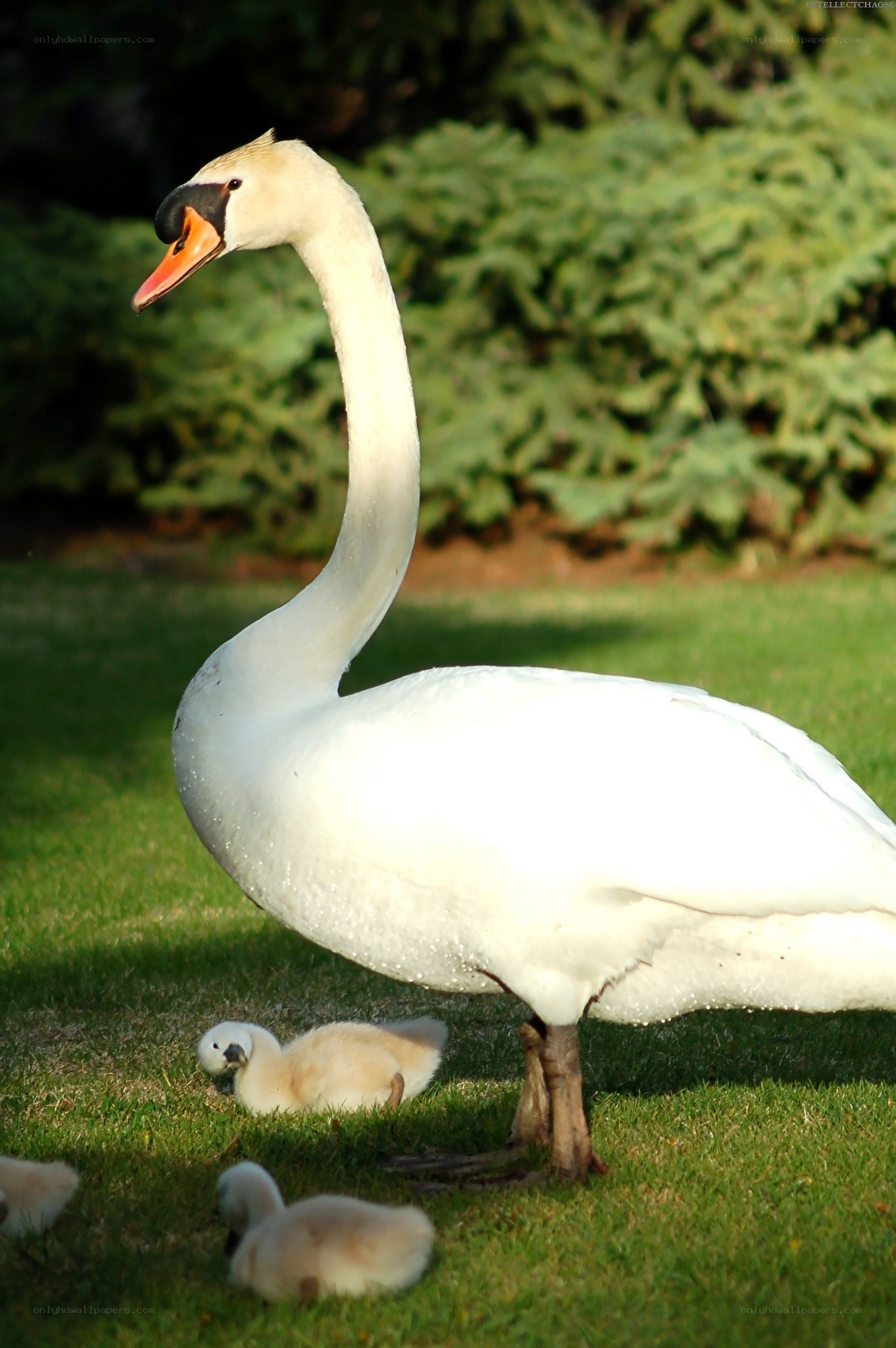 Swan with cygnets on grass