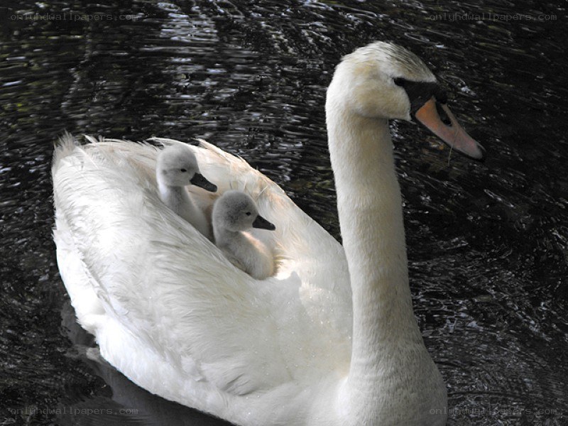 Swan with cygnets on its back