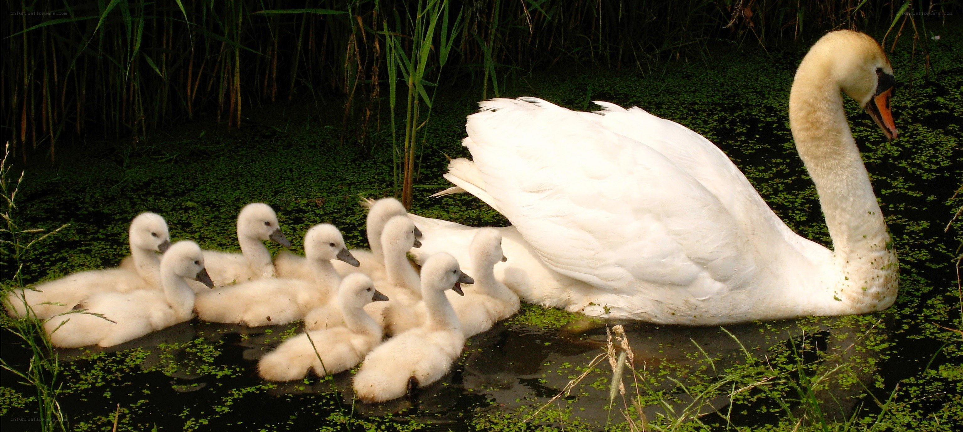 Swan with cygnets on pond