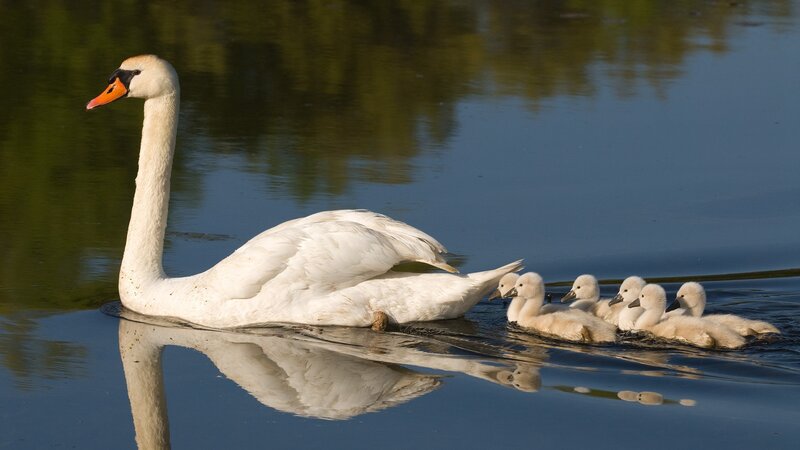 Swan with cygnets on water