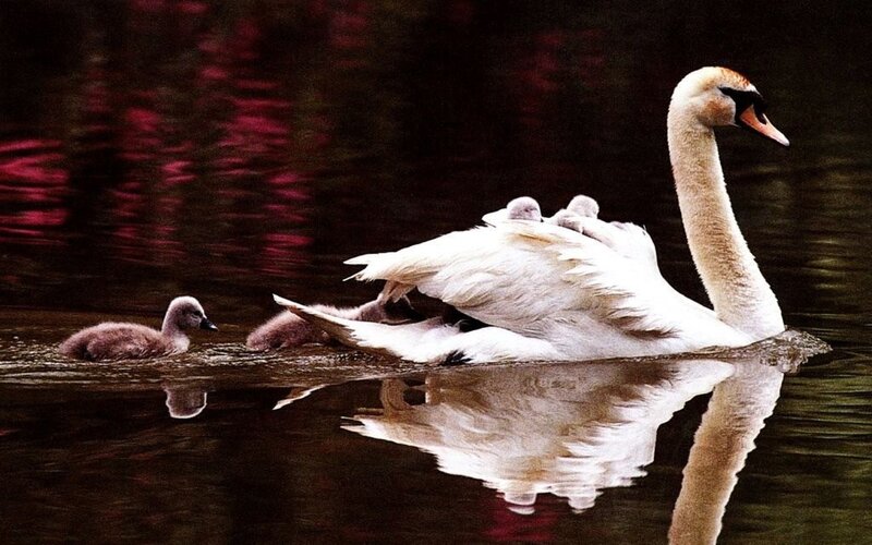 Swan with cygnets on water