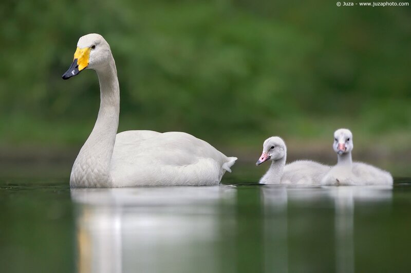 Swan with cygnets on water