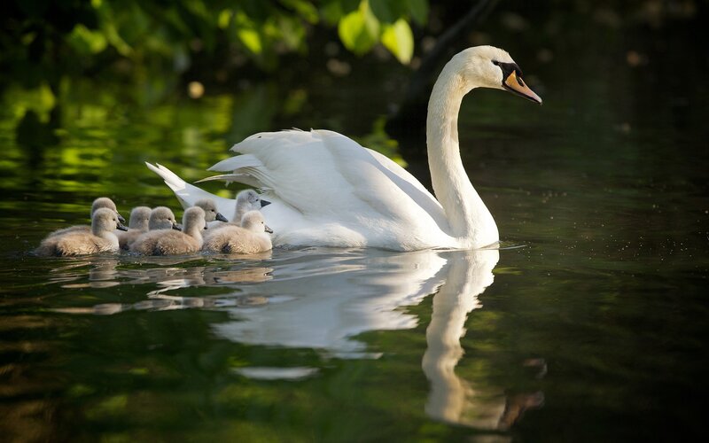 Swan with cygnets on water