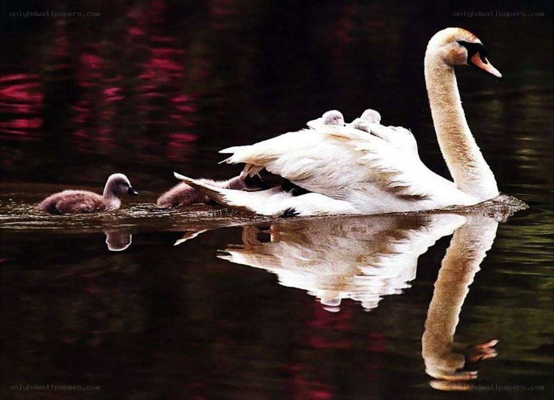swan with cygnets on water