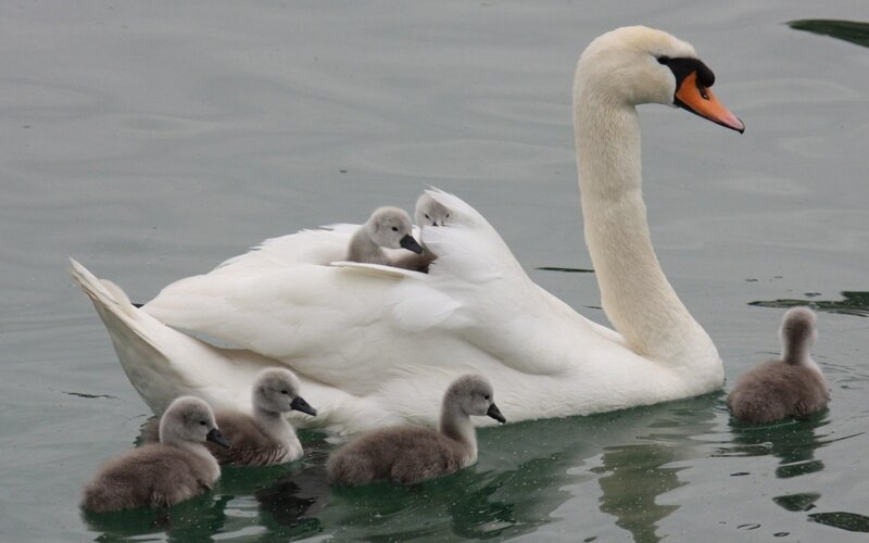 Swan with cygnets on water