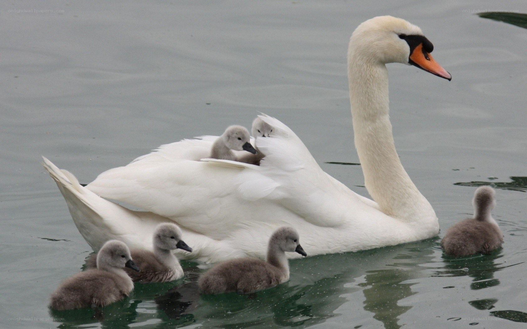Swan with cygnets on water