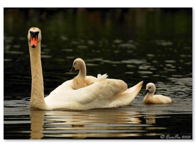 Swan with cygnets on water