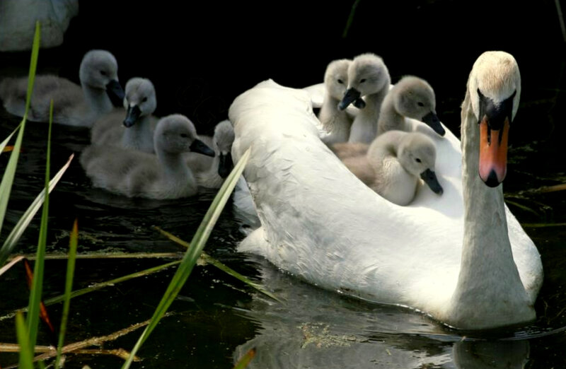 Swan with cygnets on water