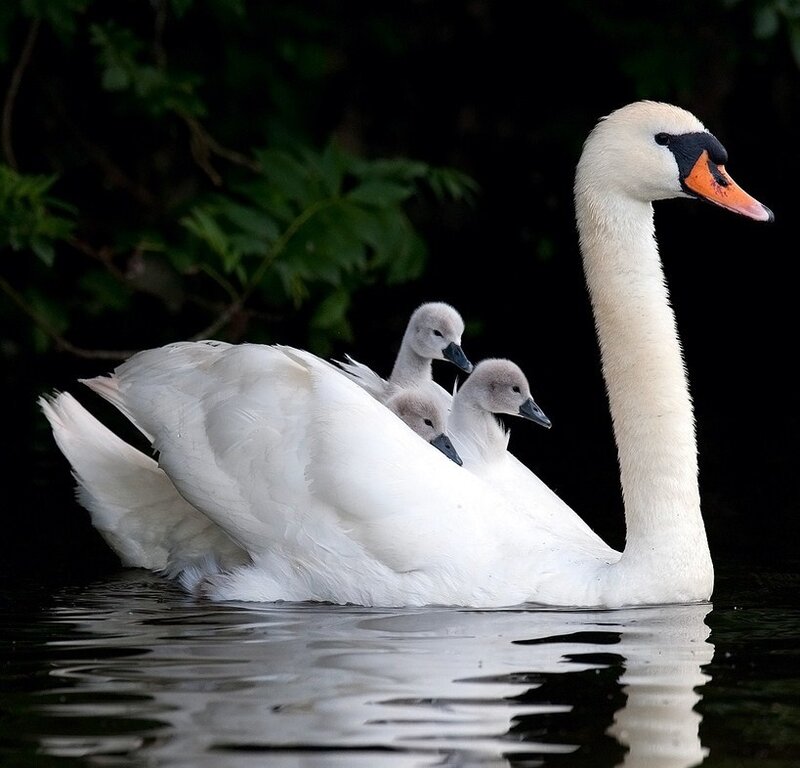 Swan with cygnets on water