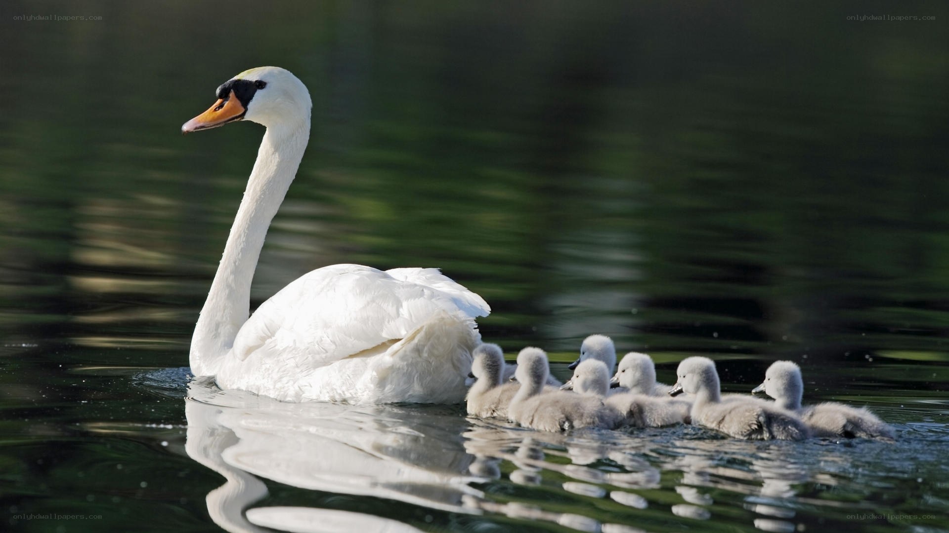 Swan with cygnets on water