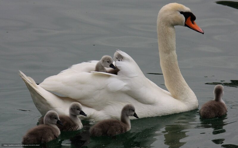 Swan with cygnets on water