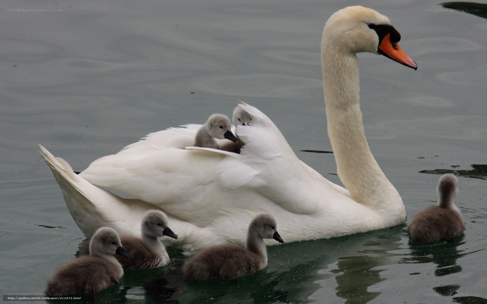 Swan with cygnets on water