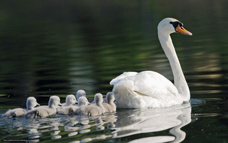 Swan with cygnets on water