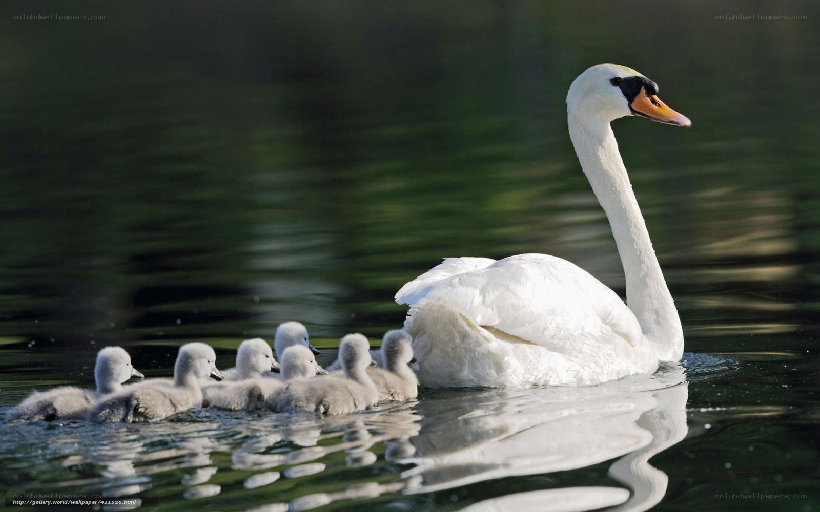 Swan with cygnets on water