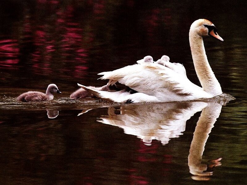 Swan with cygnets on water