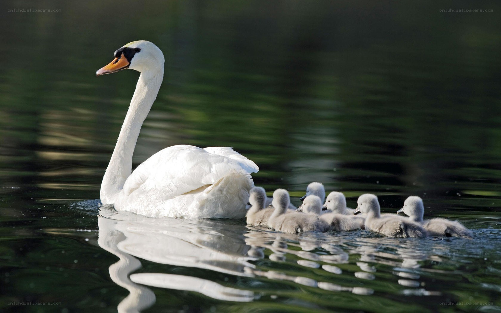 Swan with cygnets on water