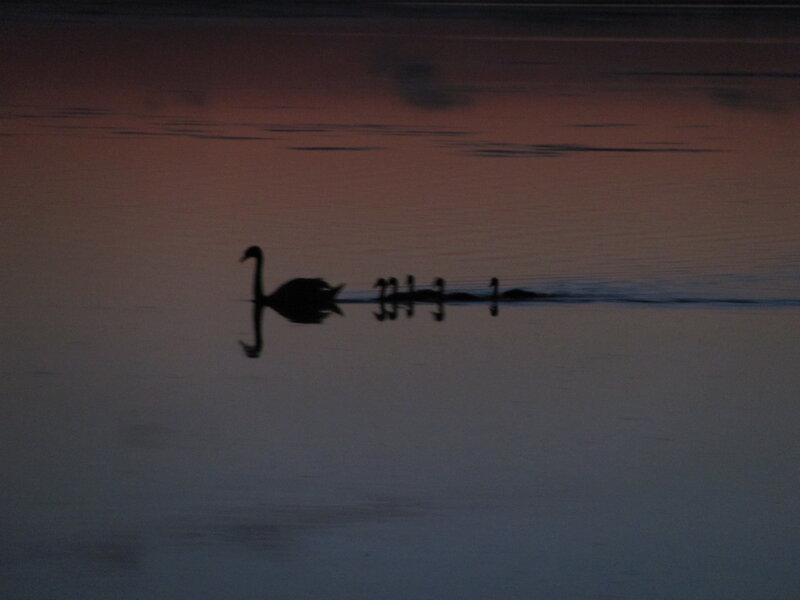 Swan with Cygnets — Purple