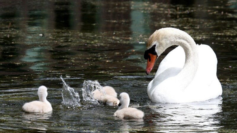 Swan with cygnets swimming