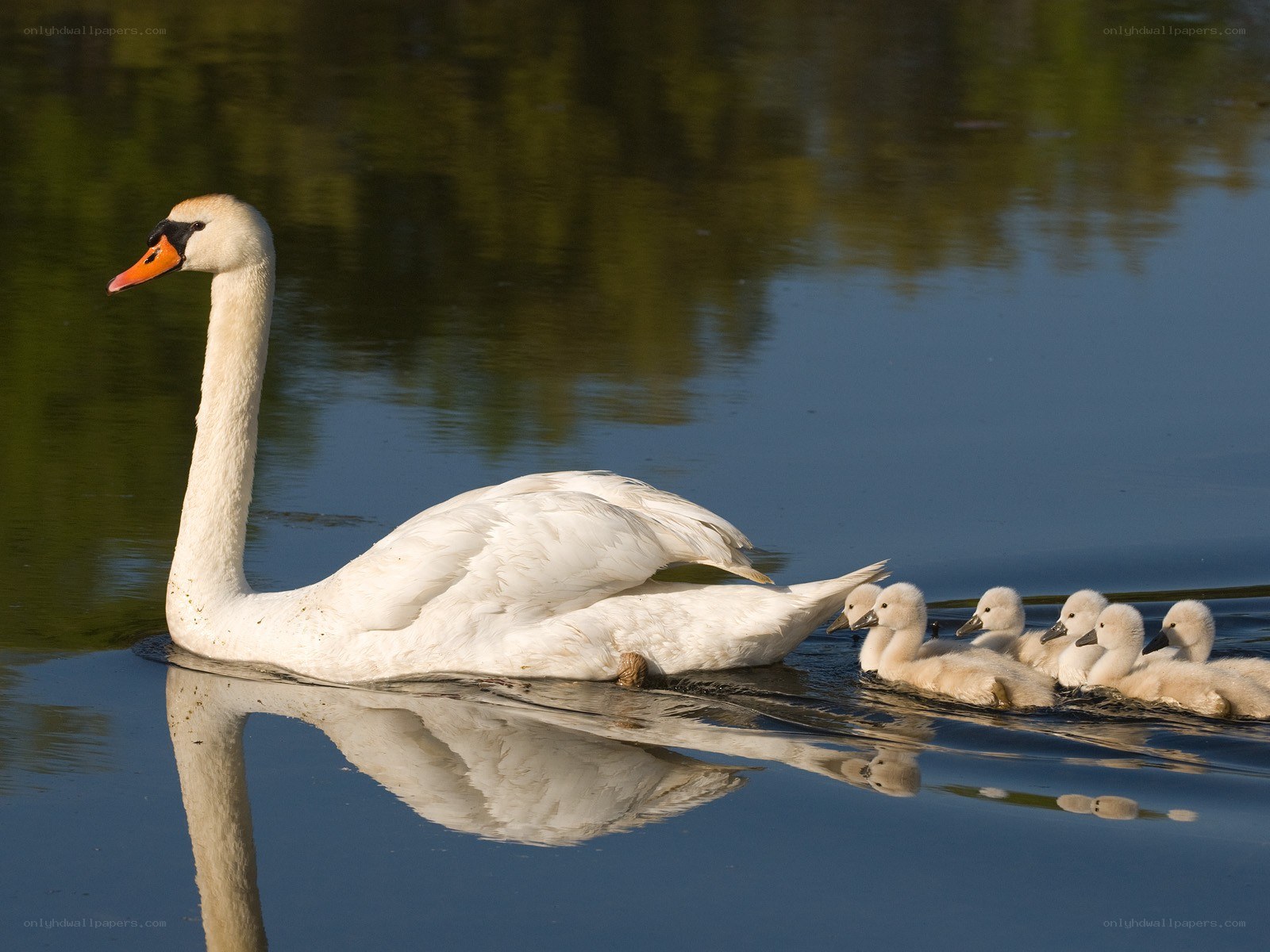 Swan with cygnets swimming