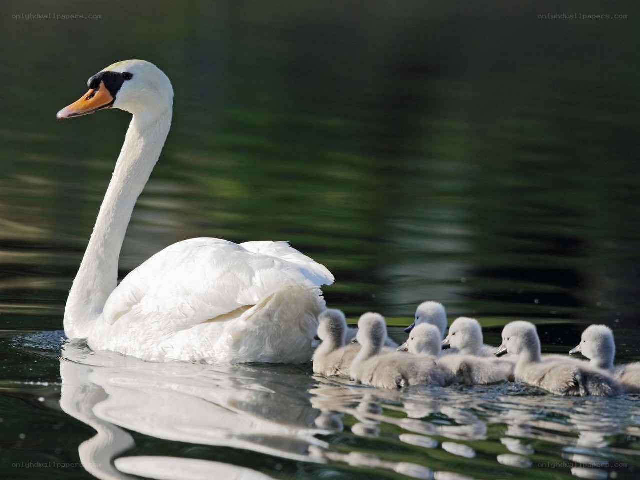 swan with cygnets swimming