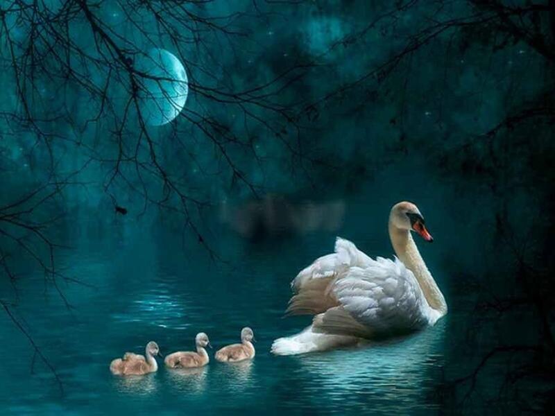 Swan with Cygnets — Teal, Serene, Night