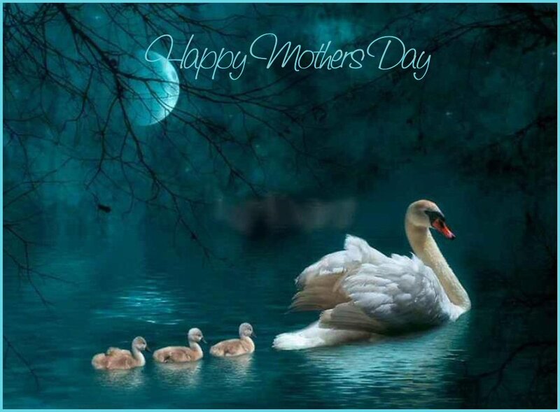 Swan with Cygnets — Teal, Serene