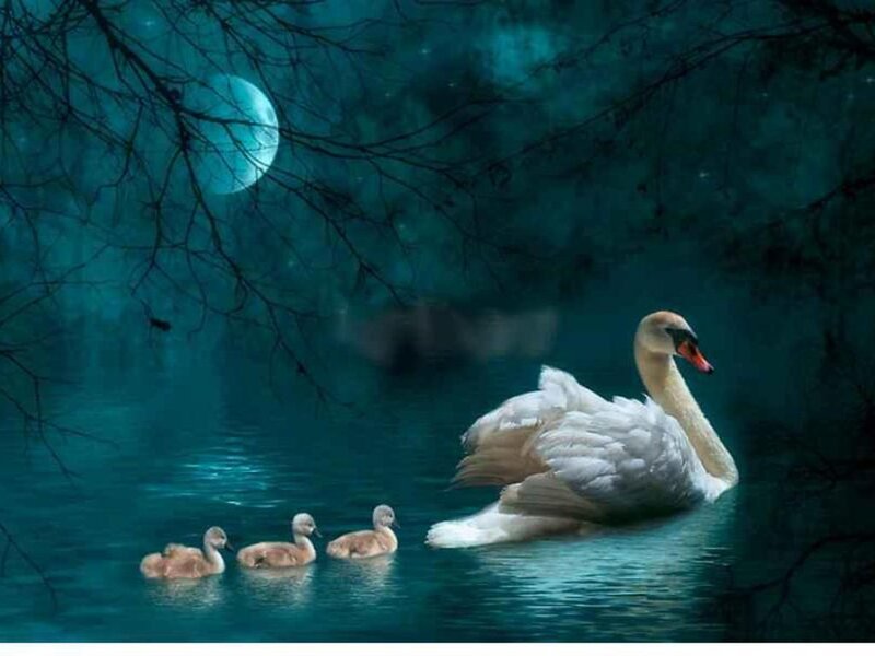 Swan with Cygnets — Teal