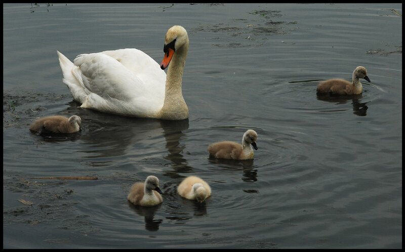 Swan with Cygnets — White, Calm, Photograph